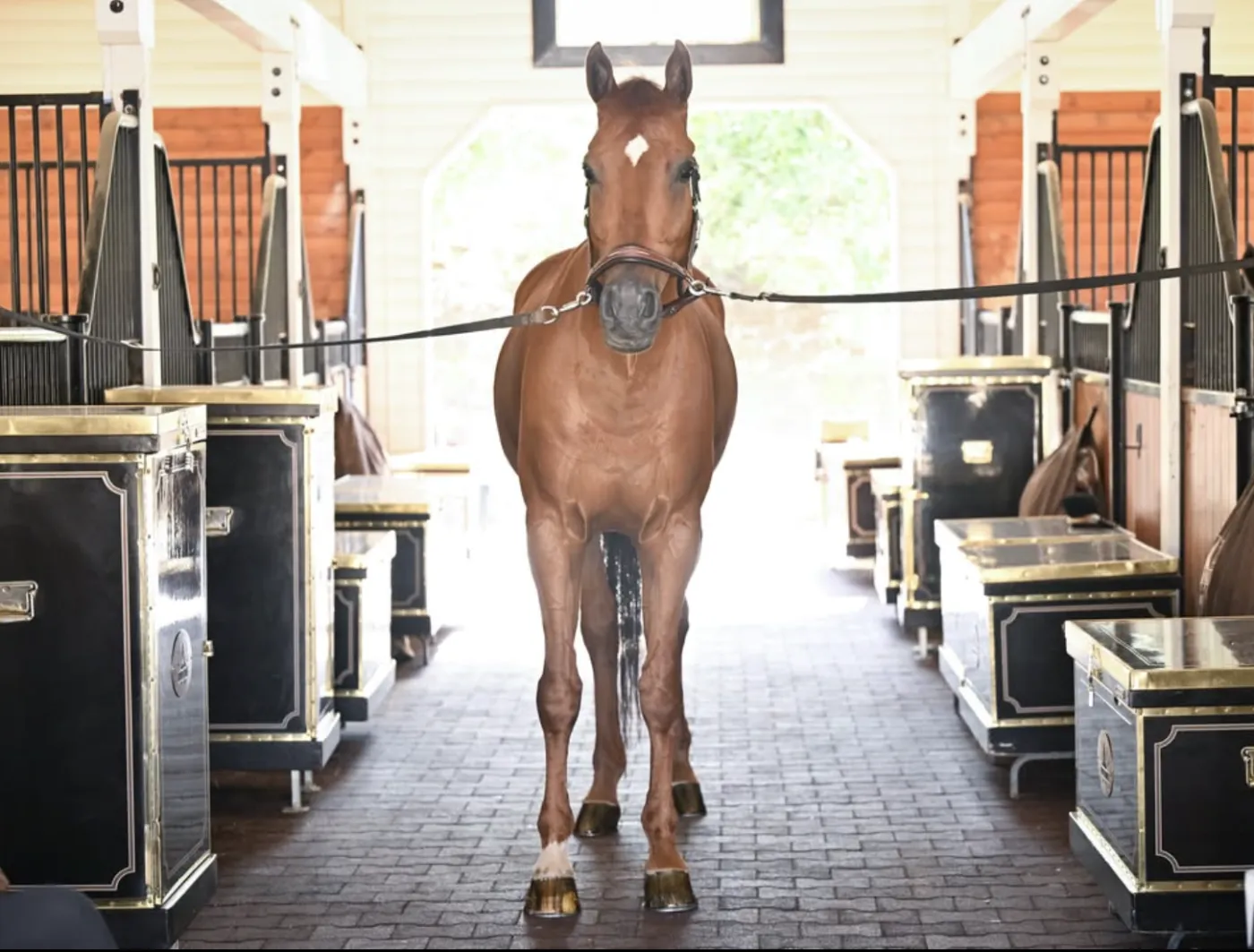 A horse standing in the immaculate, symmetrical barn aisle at Storia Show Stables